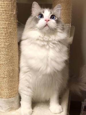 モフモフのラグドールが『衣替え』をすると…　「こんなに違うの！？」「すごすぎる」