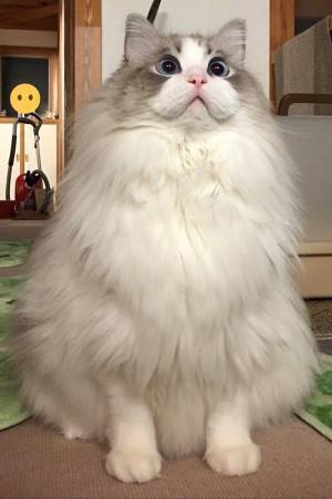 モフモフのラグドールが『衣替え』をすると…　「こんなに違うの！？」「すごすぎる」