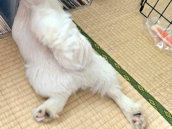 「自分のサイズが、子犬だった頃と変わってないと思ってる」　成長した犬が、小さい頃を忘れられず？