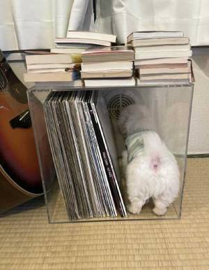 「自分のサイズが、子犬だった頃と変わってないと思ってる」　成長した犬が、小さい頃を忘れられず？