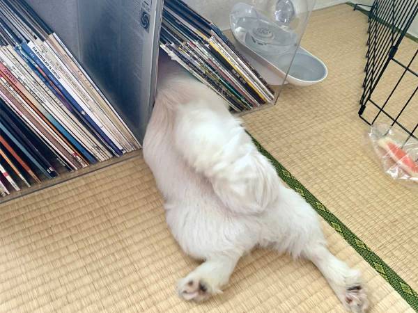 「自分のサイズが、子犬だった頃と変わってないと思ってる」　成長した犬が、小さい頃を忘れられず？