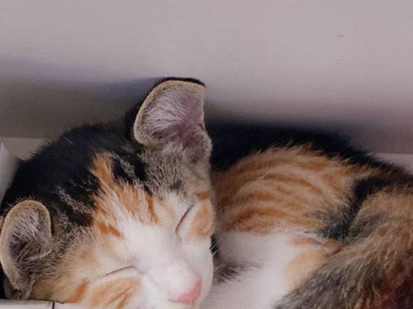 「こんな所でも寝ちゃうの？」　子猫が眠っていた場所はなんと？