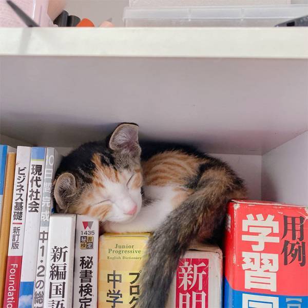 「こんな所でも寝ちゃうの？」　子猫が眠っていた場所はなんと？