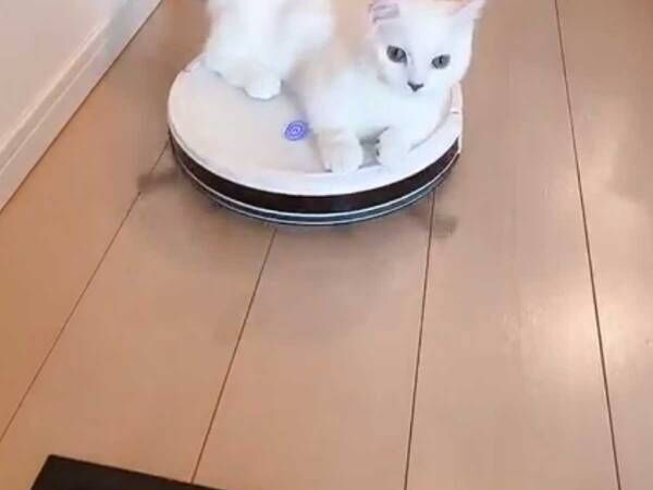 「ご飯、食べられニャイ…」　ロボット掃除機に乗った子猫が、想定外の動きをされて？