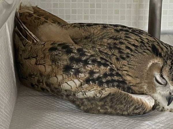 「その寝方やめて」　飼い主が思わずゾクッとした、フクロウの寝姿がこちら