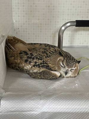 「その寝方やめて」　飼い主が思わずゾクッとした、フクロウの寝姿がこちら