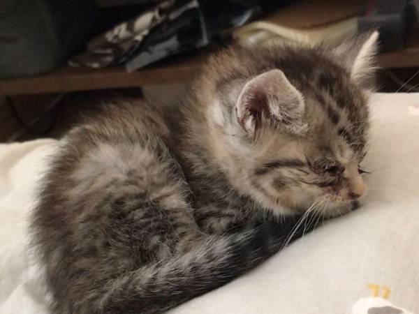 「１か月でこんなに伸びるとは」　子猫の成長がわかる写真をご覧ください