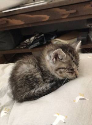 「１か月でこんなに伸びるとは」　子猫の成長がわかる写真をご覧ください