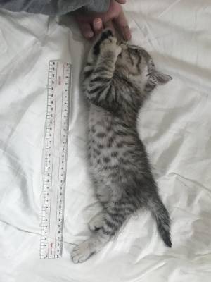 「１か月でこんなに伸びるとは」　子猫の成長がわかる写真をご覧ください