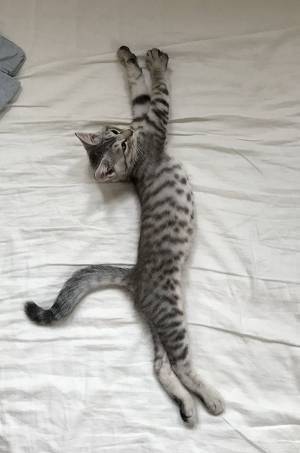 「１か月でこんなに伸びるとは」　子猫の成長がわかる写真をご覧ください