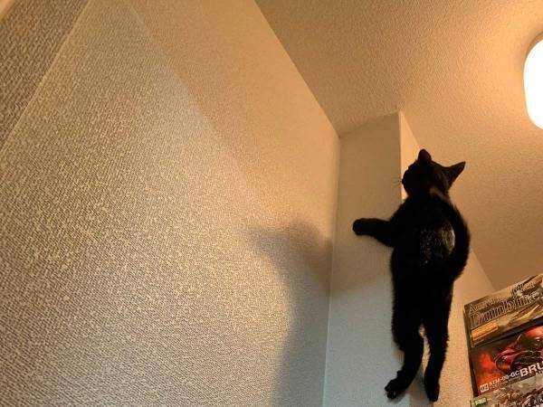 「何してるの！？」「どうやったらそうなる」　無数の箱が積まれた部屋にいた猫の様子を見に行ったら？