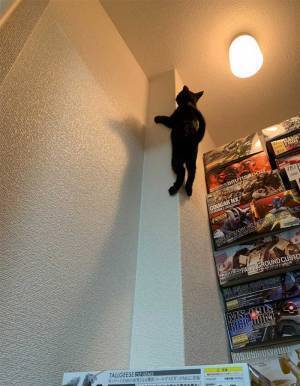 「何してるの！？」「どうやったらそうなる」　無数の箱が積まれた部屋にいた猫の様子を見に行ったら？