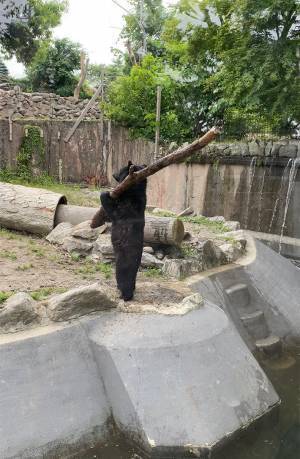 クマを写した１枚に１６万人が『いいね』　「吹いた」「めちゃくちゃ打ちそう」