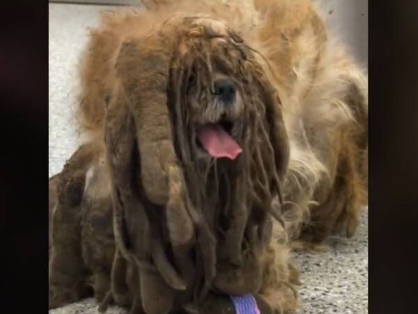 こんなにかわいい犬だったなんて 毛を刈った後の保護犬の姿にびっくり 21年6月30日 ウーマンエキサイト 1 3