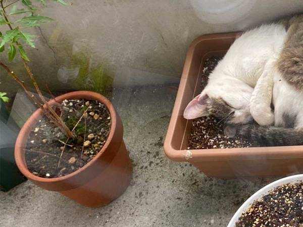 「ベランダに植えたはずのない花が」　激写された２枚が話題に