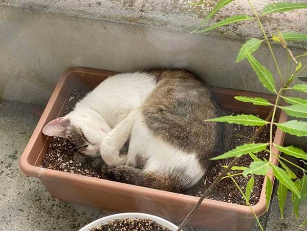 「ベランダに植えたはずのない花が」　激写された２枚が話題に