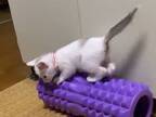 「懲りずに震えてる」　子猫を撮影した２０秒の動画に、心がプルプル…