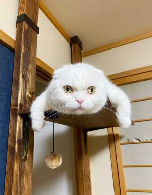 「息継ぎできないくらい笑った」　うつぶせになった猫の姿に、２３万人が『いいね』