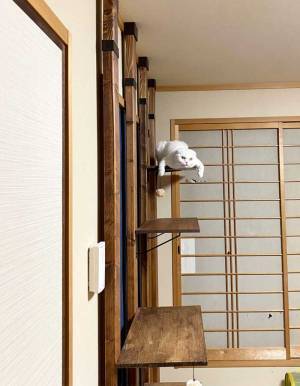 「息継ぎできないくらい笑った」　うつぶせになった猫の姿に、２３万人が『いいね』