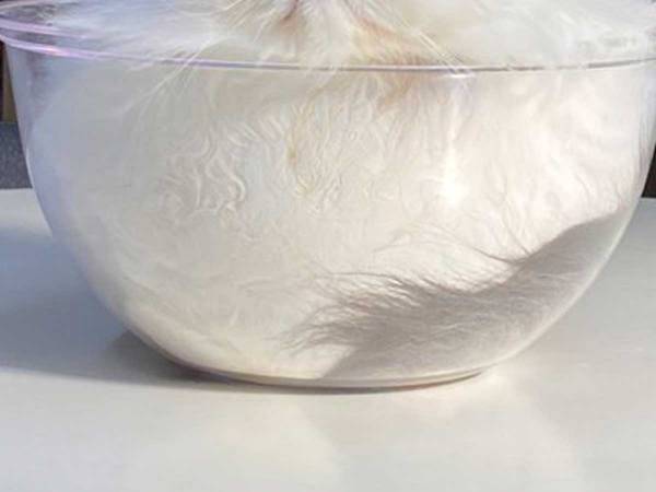 エアコンで涼んでいた猫が？　「何だこれは」「空中を浮遊していそう」