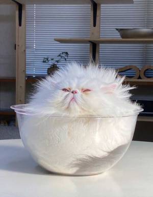 エアコンで涼んでいた猫が？　「何だこれは」「空中を浮遊していそう」