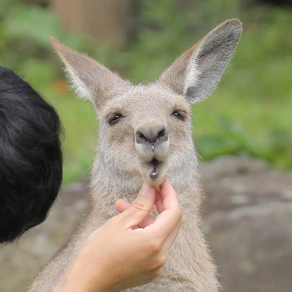飼育員にお口チェックされているのは？　撮影された２枚に「かわいすぎる」の声