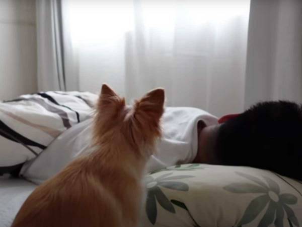 なかなか起きない飼い主に、チワワが？　まさかの行動に「絶対起きる」