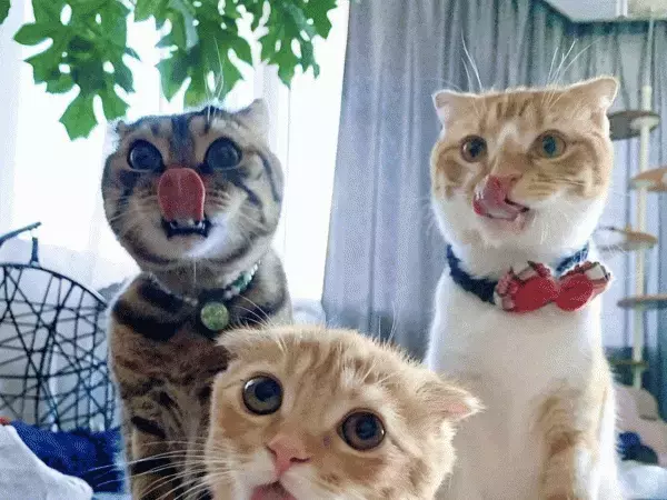 魚肉ソーセージは与えていないはずなのに？　猫が並ぶ写真に驚きを隠せない