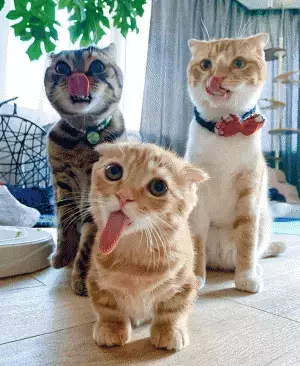 魚肉ソーセージは与えていないはずなのに？　猫が並ぶ写真に驚きを隠せない