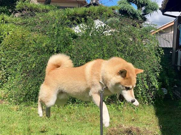 飼い主「影まで可愛い」　どういう意味と思ったら…？　見てすぐさま納得！