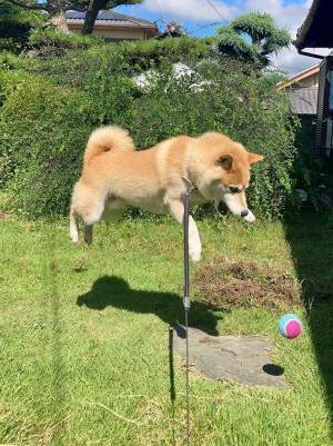 飼い主「影まで可愛い」　どういう意味と思ったら…？　見てすぐさま納得！