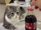 『メントスコーラ』を初めて見た猫が？　「YouTuberのリアクション」「笑った」