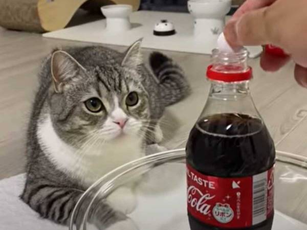 『メントスコーラ』を初めて見た猫が？　「YouTuberのリアクション」「笑った」