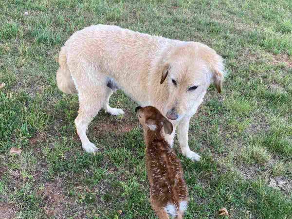 湖で溺れかけている子ジカを助けた犬　翌日、犬の家に現れたのは…？