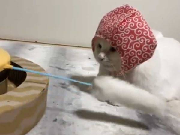 猫じゃらしのおもちゃに、猫が『予想外すぎる反応』！
