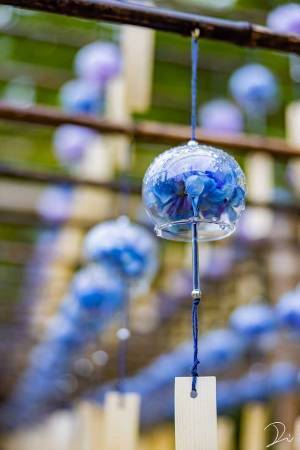 風鈴の中にアジサイが…　京都府で撮影された涼しげな４枚に心が洗われる