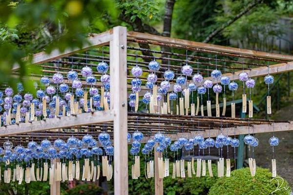 風鈴の中にアジサイが…　京都府で撮影された涼しげな４枚に心が洗われる