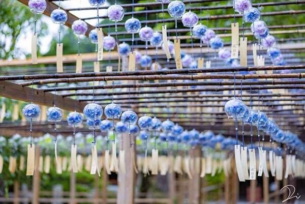 風鈴の中にアジサイが…　京都府で撮影された涼しげな４枚に心が洗われる