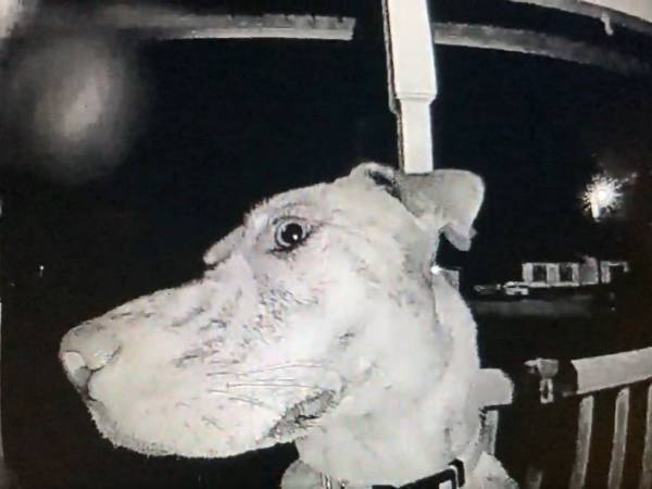 賢すぎる！　家を逃げ出して、夜中に戻ってきた犬がとった行動とは？