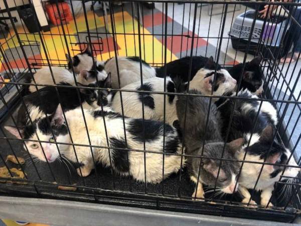 どうしてこんなところに？　空き家の壁の中から１６匹の猫が見つかる