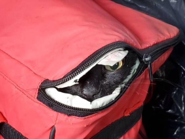 散歩中の犬が見つけた怪しいクーラーバッグ　中から出てきたのは…