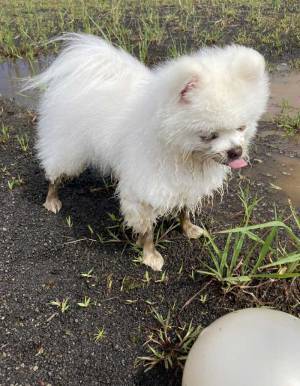 「いい写真」「神々しい」　体を洗ってもらった翌日に、泥遊びをした犬の表情が？