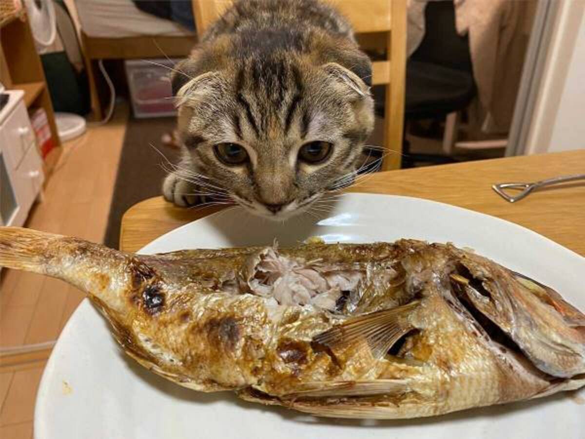 猫が 初めて焼き魚を食べると その様子に ずっと見ていたくなる 21年7月5日 ウーマンエキサイト