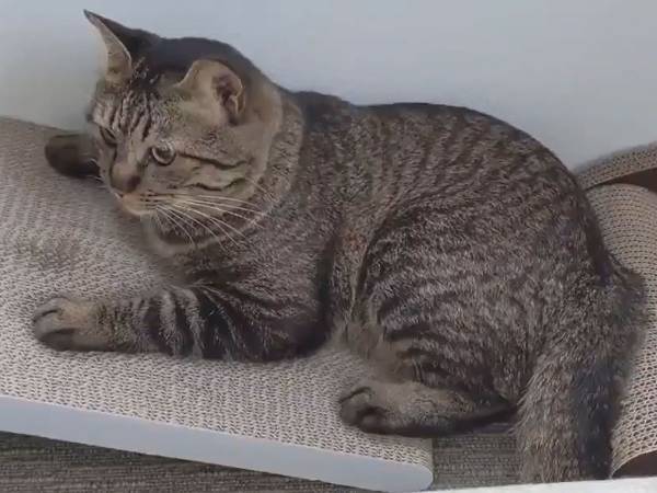 ショートコント『爪とぎに失敗する猫』　動画に「吹き出した」の声