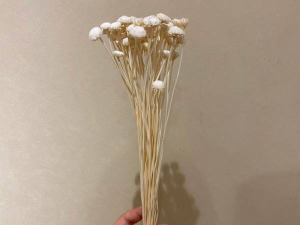 「それにしか見えません。無理です」　エノキの『呪い』にかかる人続出