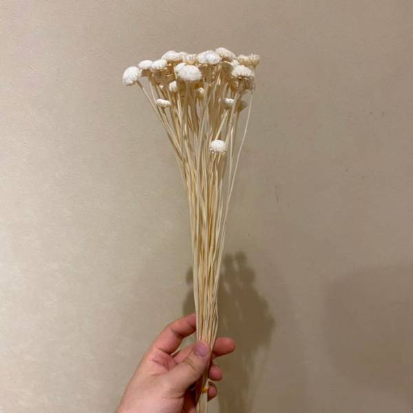 「それにしか見えません。無理です」　エノキの『呪い』にかかる人続出