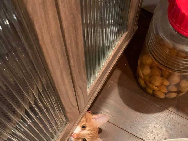 「夜に見たら心臓止まる」　食器棚の下から謎の視線　そこにいたのは…？