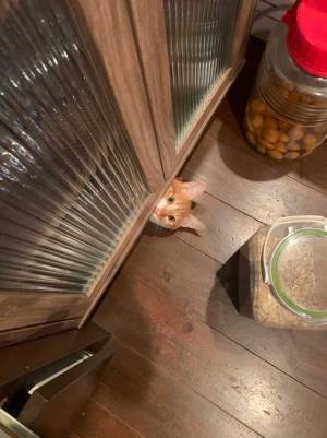 「夜に見たら心臓止まる」　食器棚の下から謎の視線　そこにいたのは…？