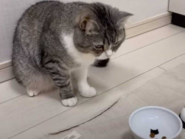 猫に３粒しかおやつを与えないと？　「二度吹き出した」「いい表情」