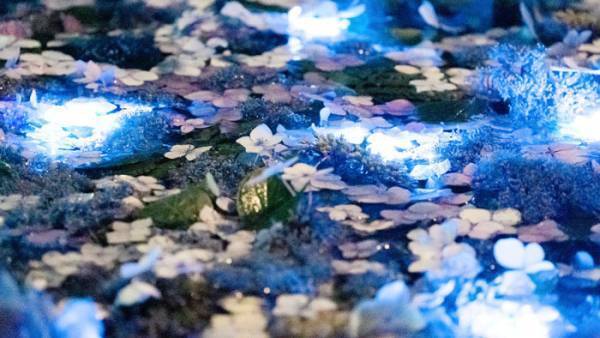 「夜のアジサイも風流」　神社で撮影された３枚の写真に、見惚れる